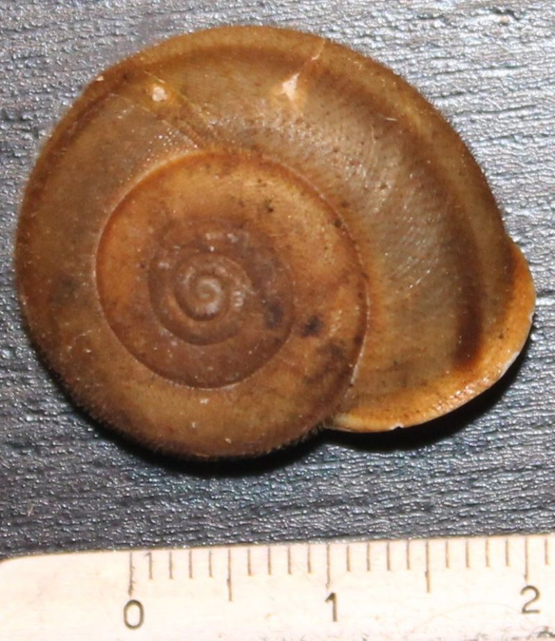 Chilostoma da identificare